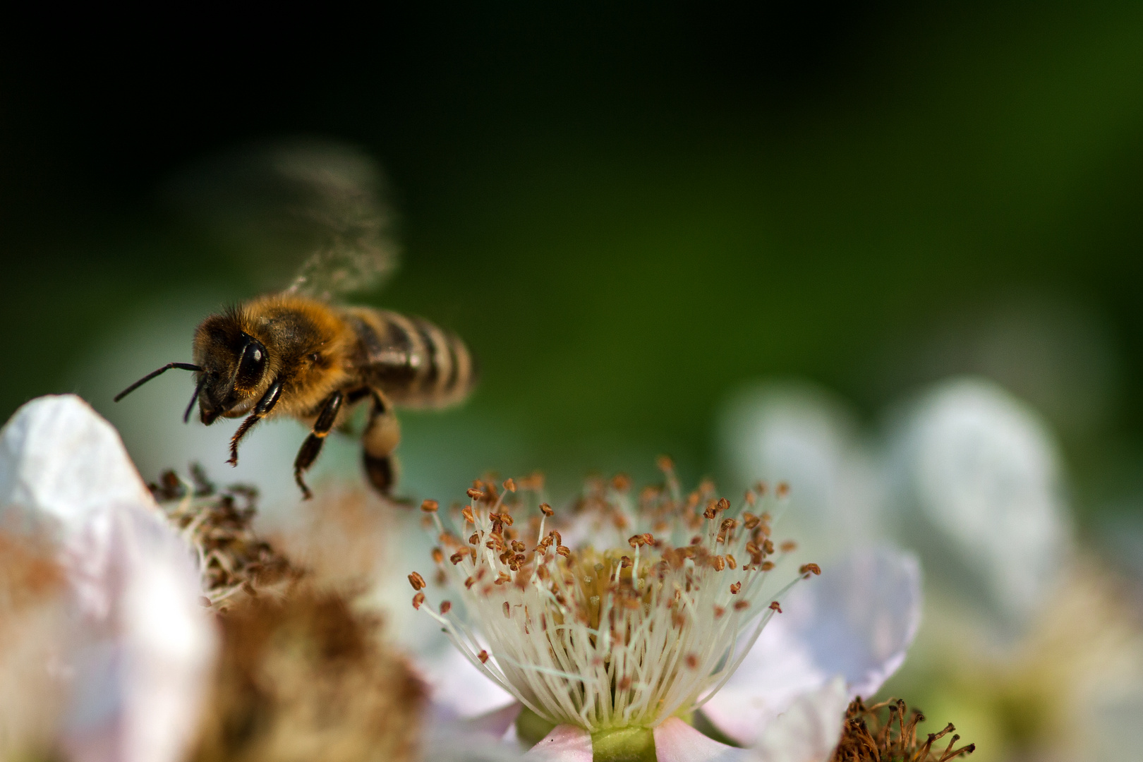 Fleißiges Bienchen ... (Apis mellifera)