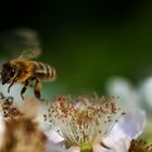 Fleißiges Bienchen ... (Apis mellifera)