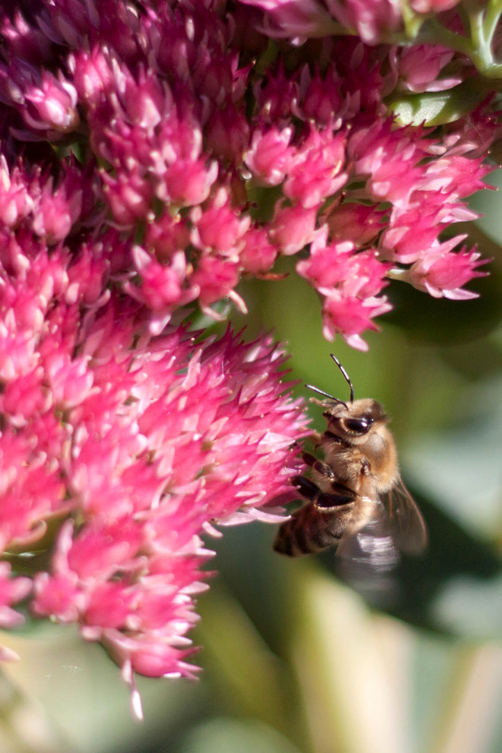 Fleißiges Bienchen auf der Suche