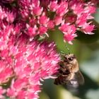 Fleißiges Bienchen auf der Suche