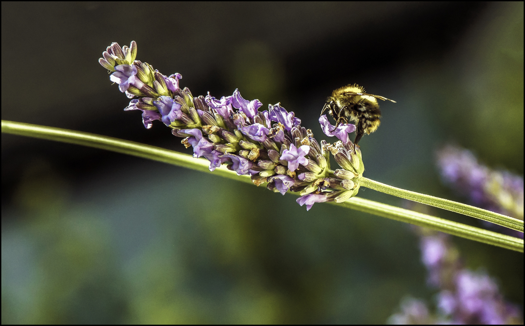 Fleißiges Bienchen auf kleiner Lavendelblüte