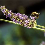 Fleißiges Bienchen auf kleiner Lavendelblüte