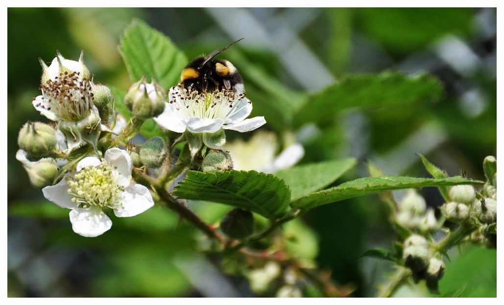 fleißiges Bienchen auf MB