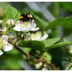 fleißiges Bienchen auf MB