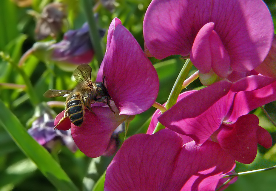Fleißiges Bienchen auf Nektarsuche.