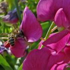 Fleißiges Bienchen auf Nektarsuche.