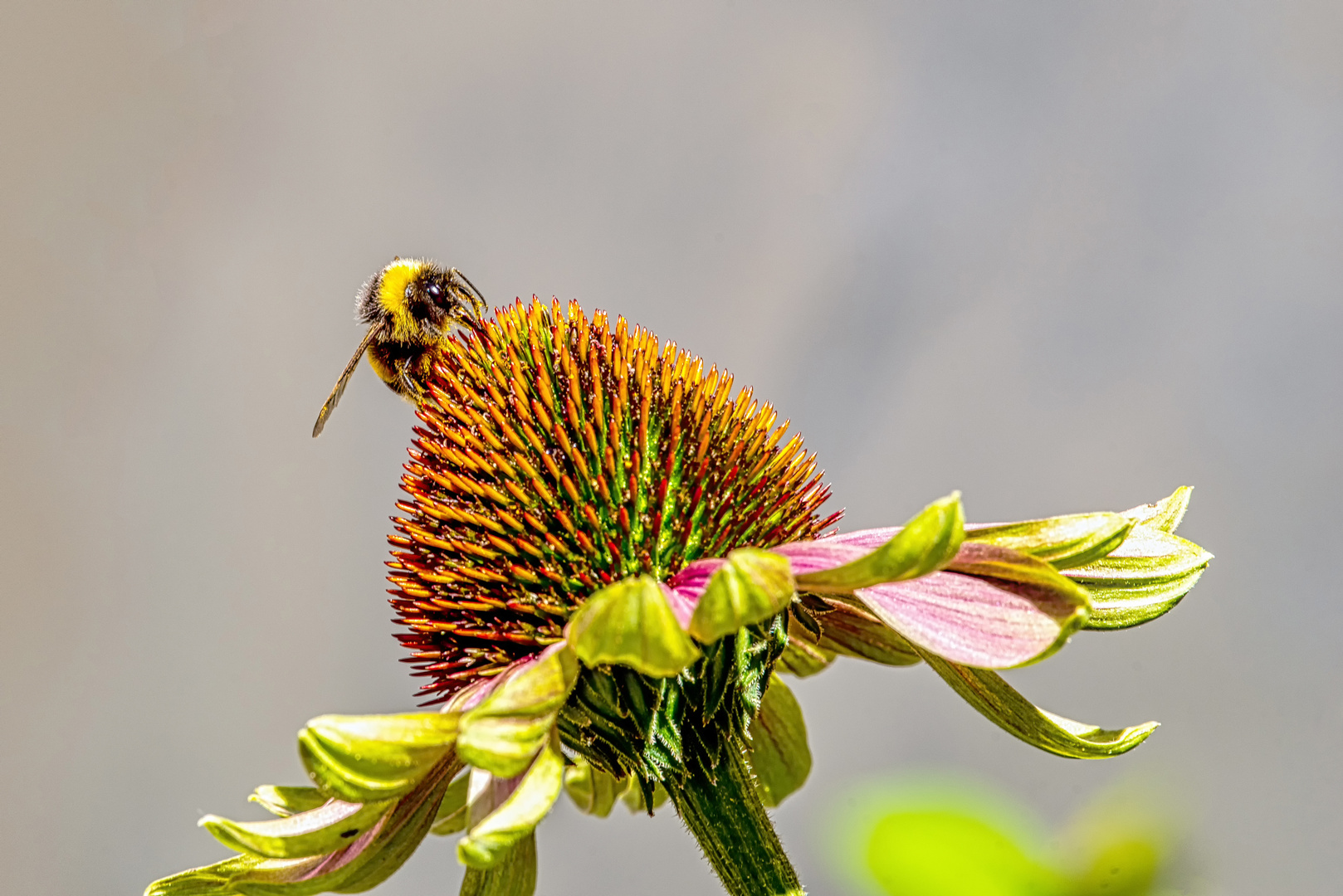 Fleißiges Bienchen auf Sonnenhut