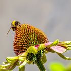 Fleißiges Bienchen auf Sonnenhut