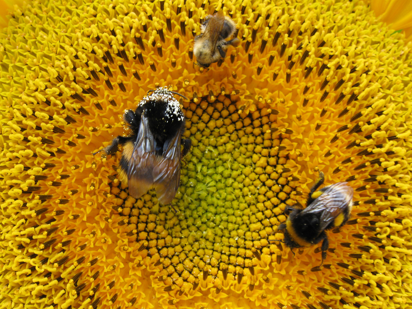 Fleißiges Bienchen