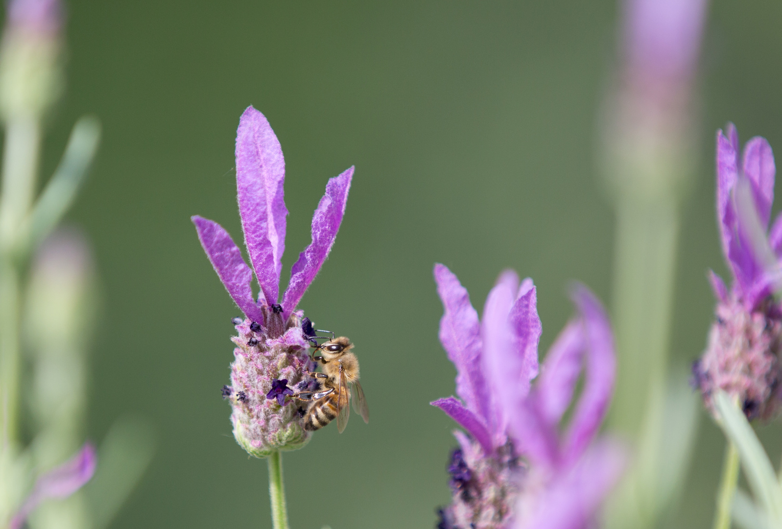 Fleißiges Bienchen