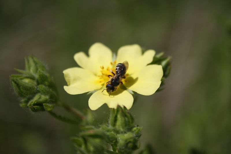 Fleissiges Bienchen