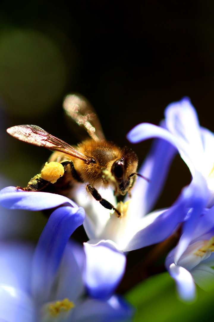 Fleißiges Bienchen