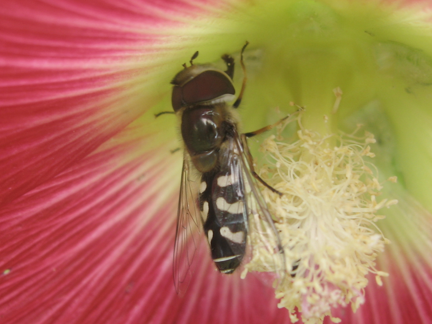 Fleissiges Bienchen