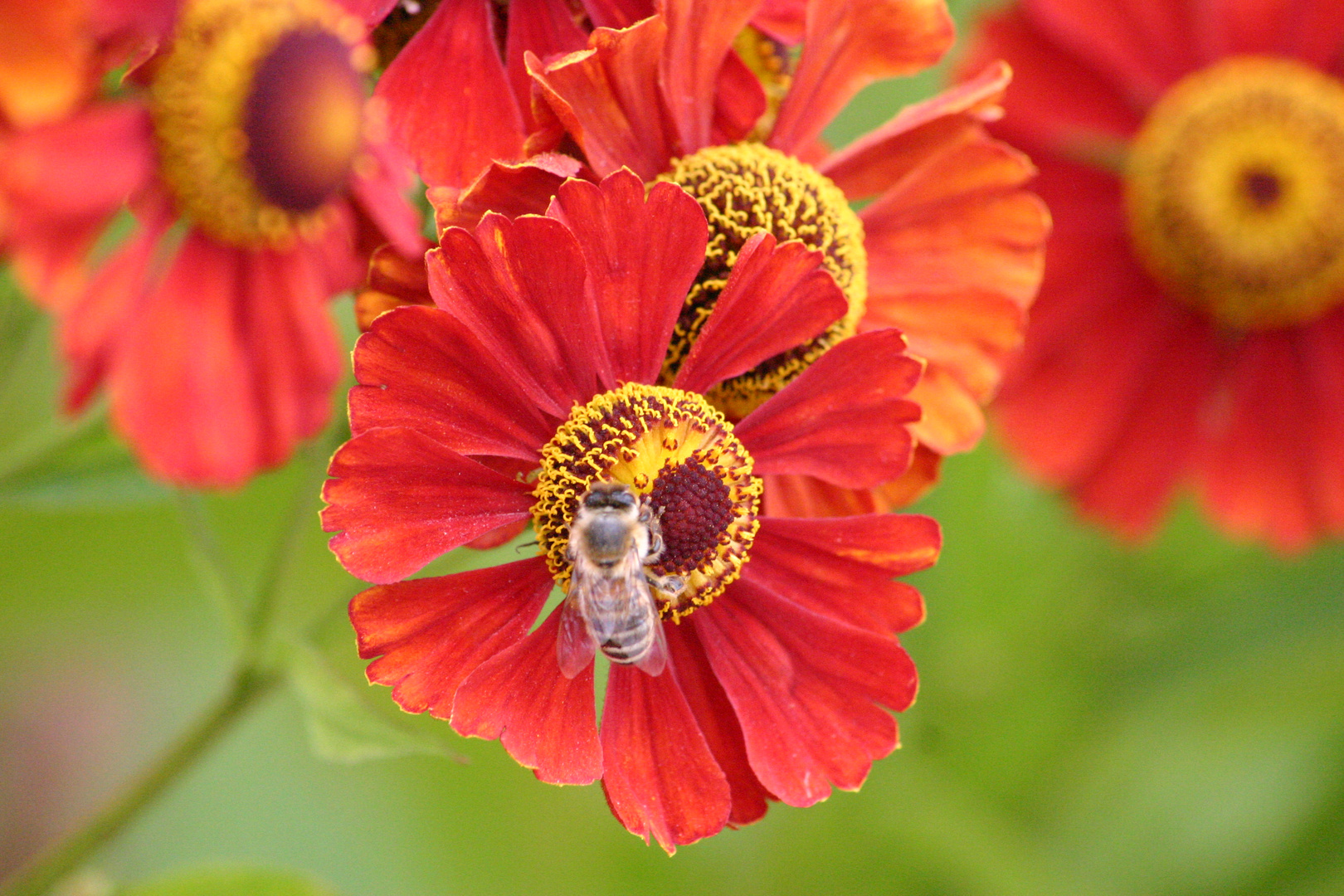 fleißiges Bienchen