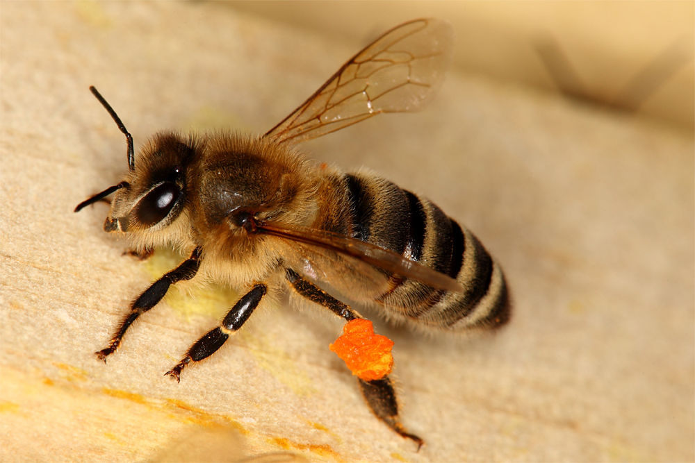 Fleißiges Bienchen