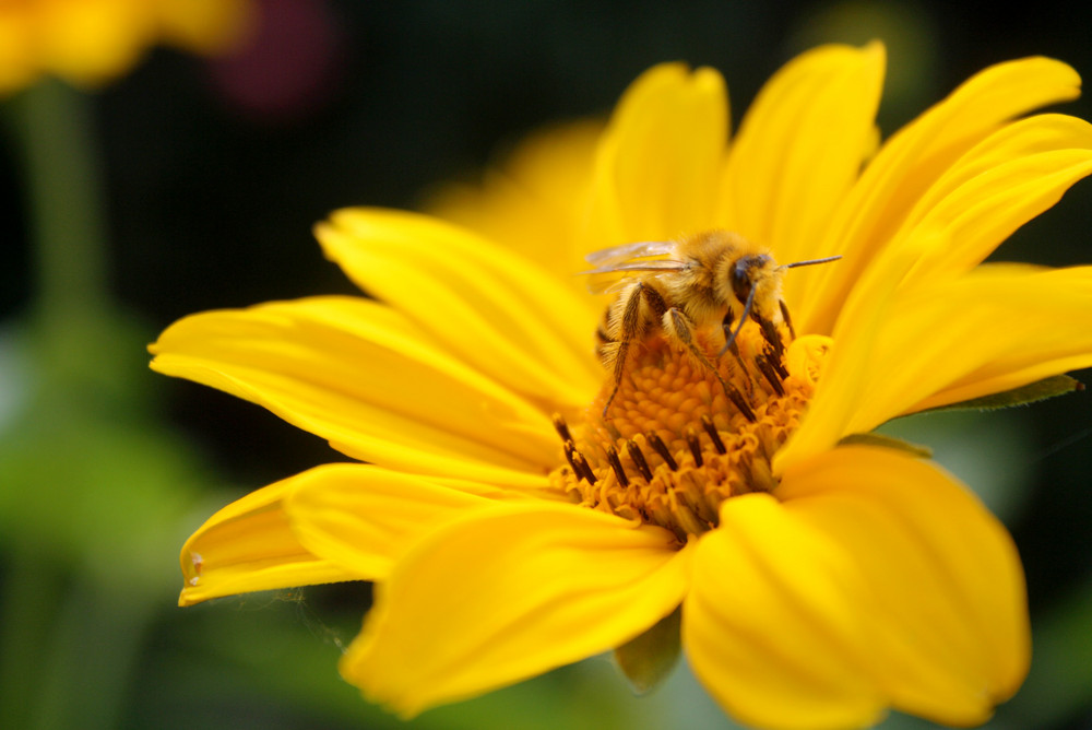 Fleißiges Bienchen