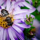 fleißiges Bienchen