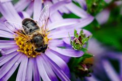 fleißiges Bienchen