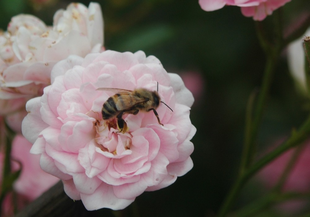 Fleissiges Bienchen