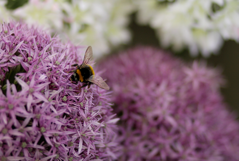 fleißiges Bienchen