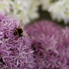 fleißiges Bienchen