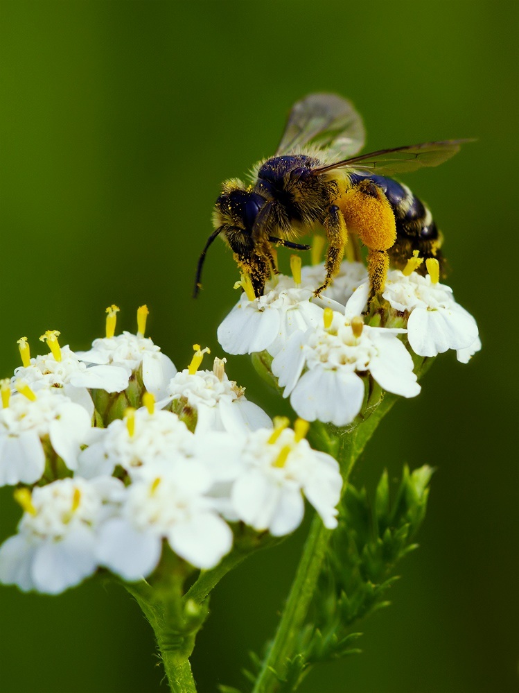 Fleißiges Bienchen