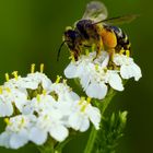 Fleißiges Bienchen