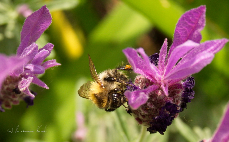 fleißiges Bienchen