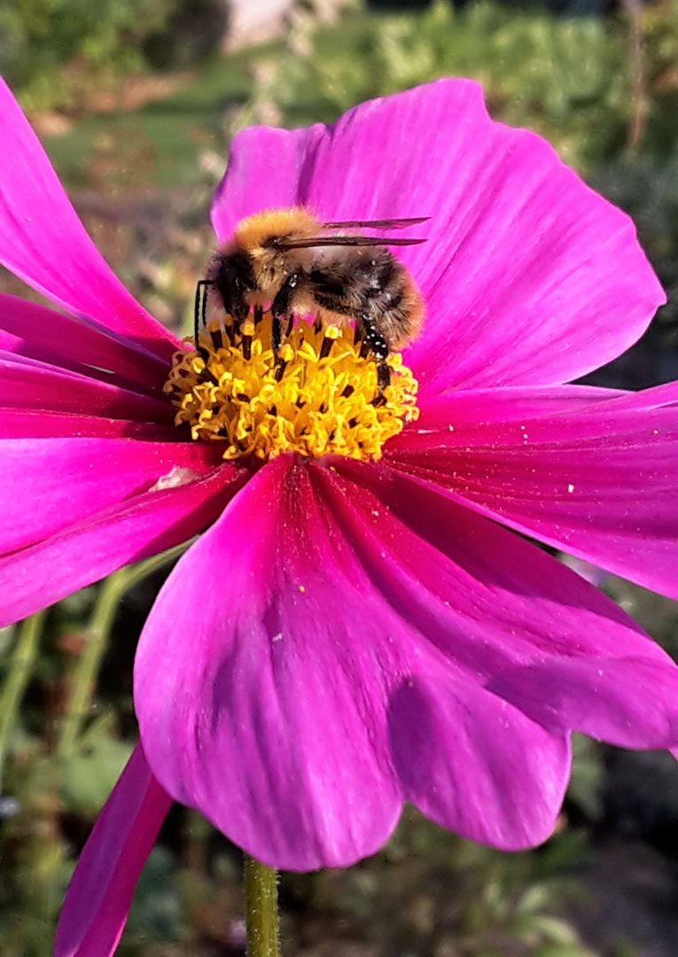 Fleißiges Bienchen