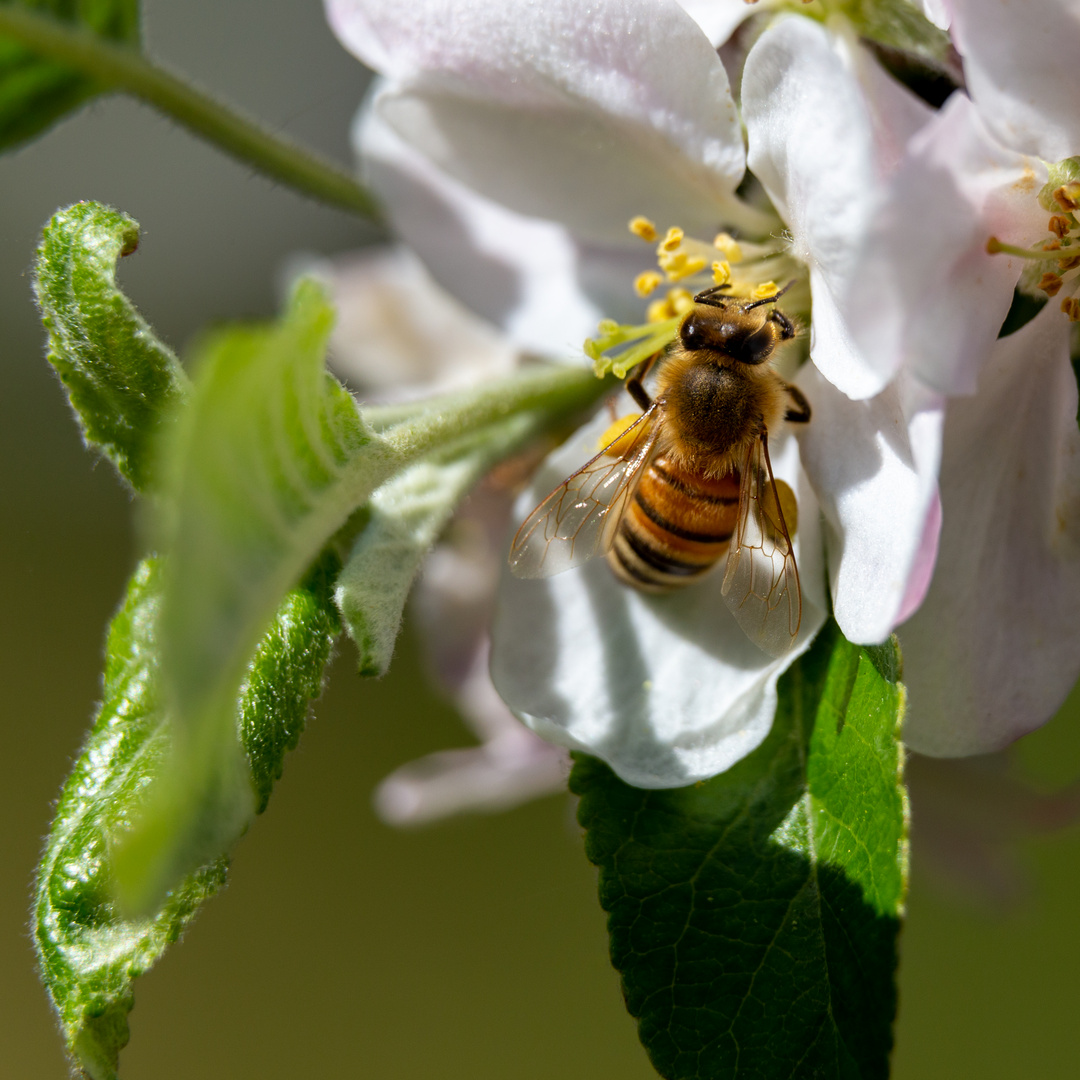 Fleißiges Bienchen