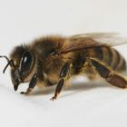 Fleißiges Bienchen