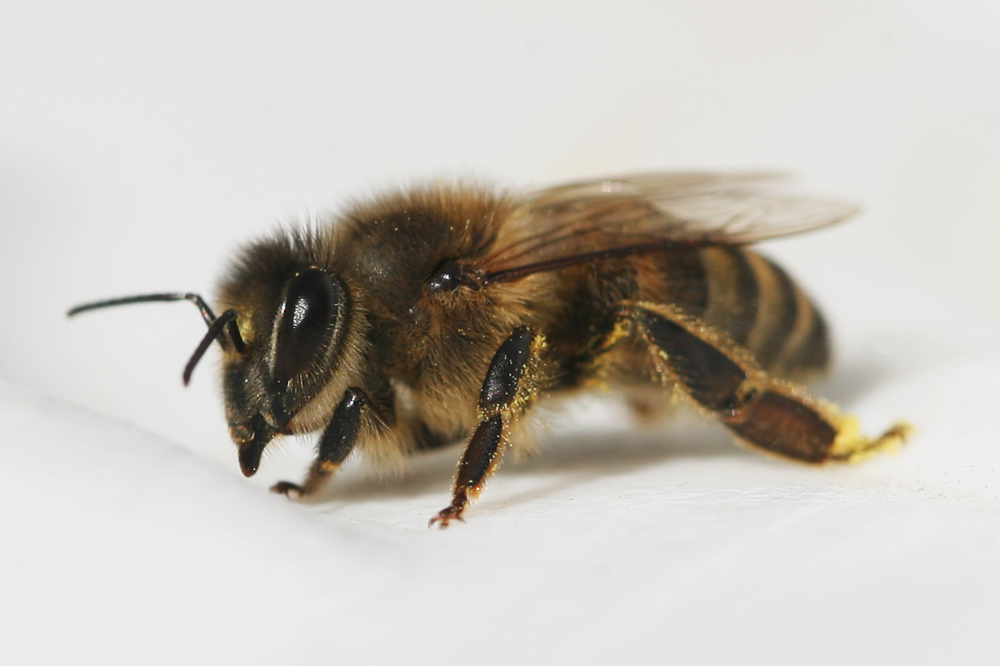 Fleißiges Bienchen