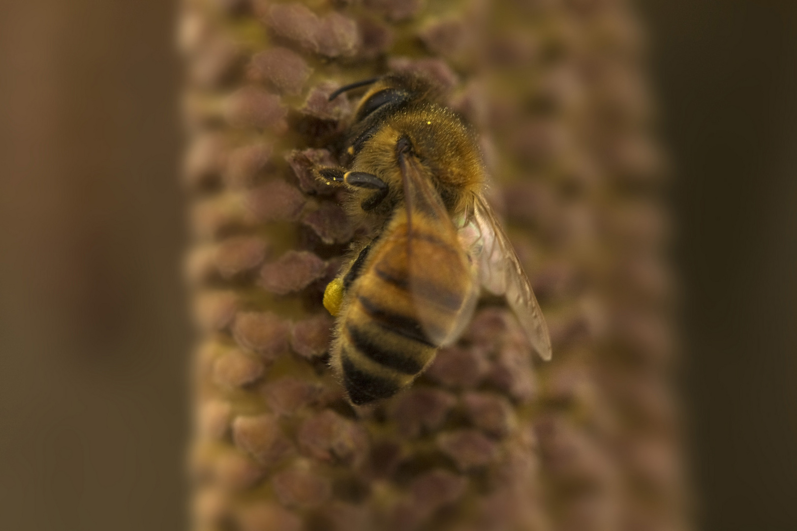 Fleißiges Bienchen