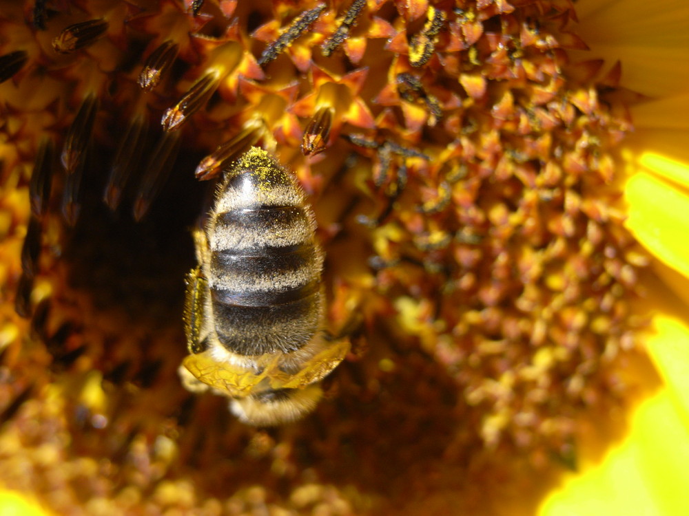 fleißiges Bienchen