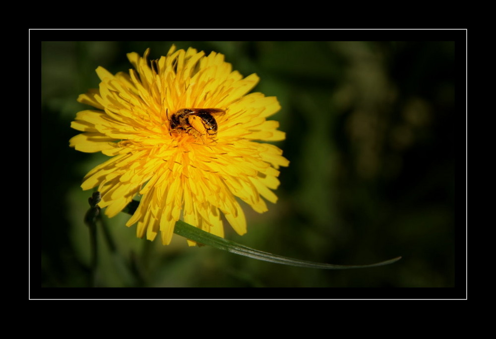 Fleissiges Bienchen