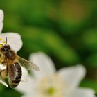 Fleißiges Bienchen