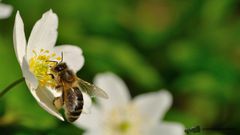 Fleißiges Bienchen