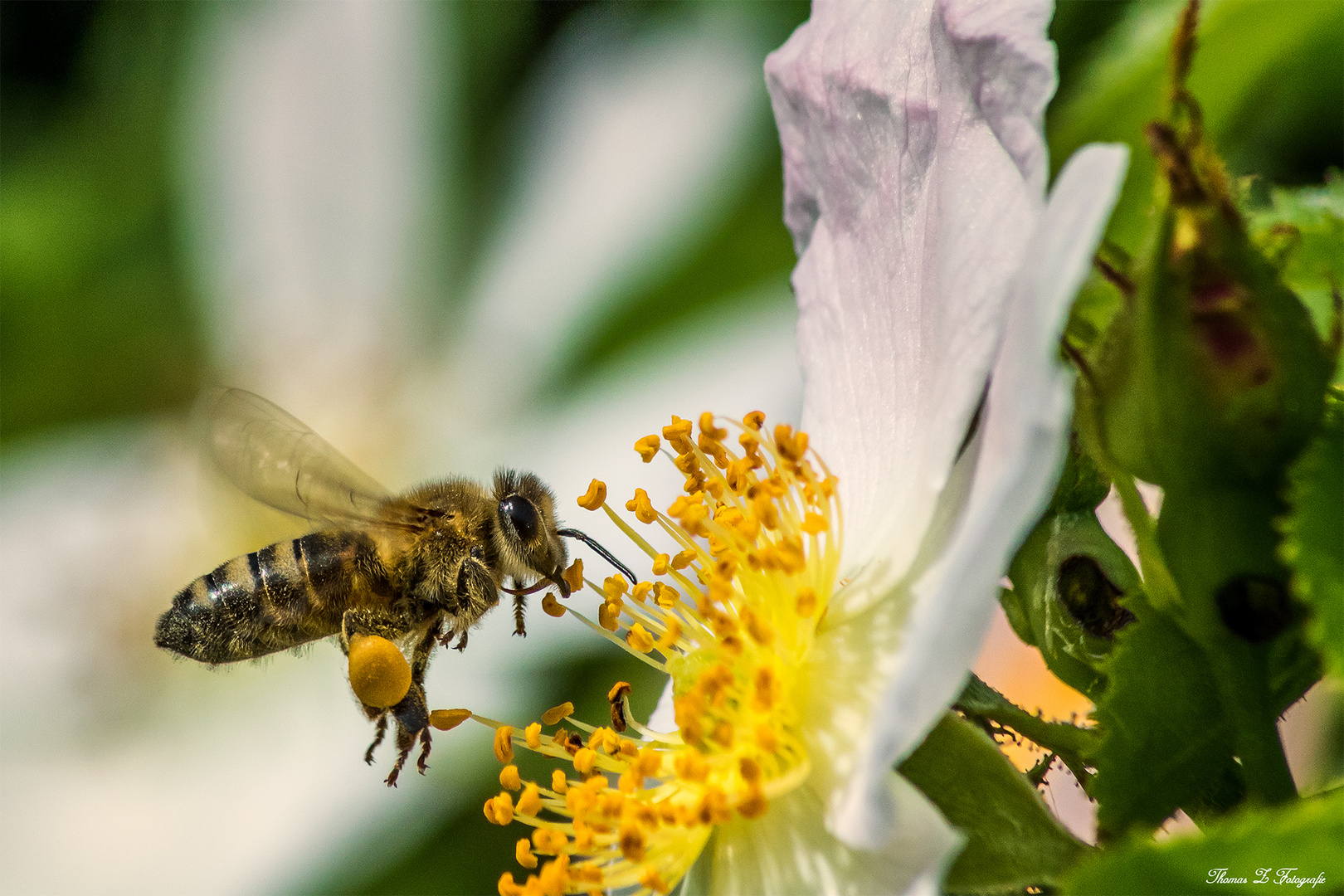 Fleißiges Bienchen 