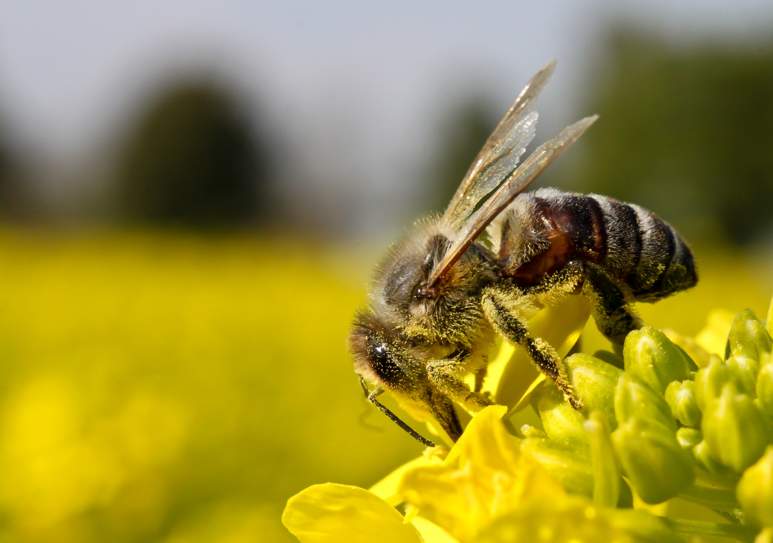 Fleißiges Bienchen