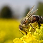 Fleißiges Bienchen