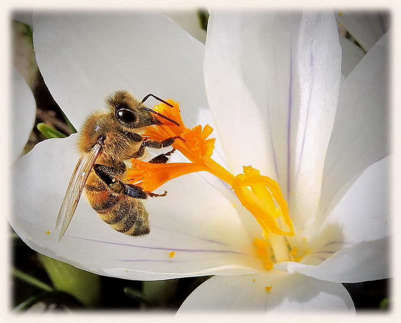 fleißiges Bienchen....