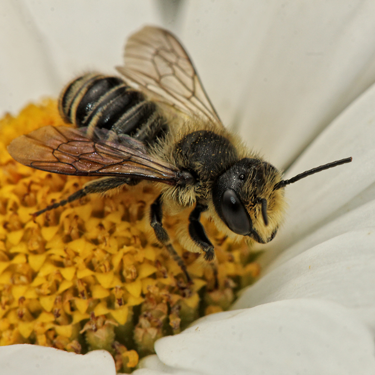 fleißiges Bienchen...