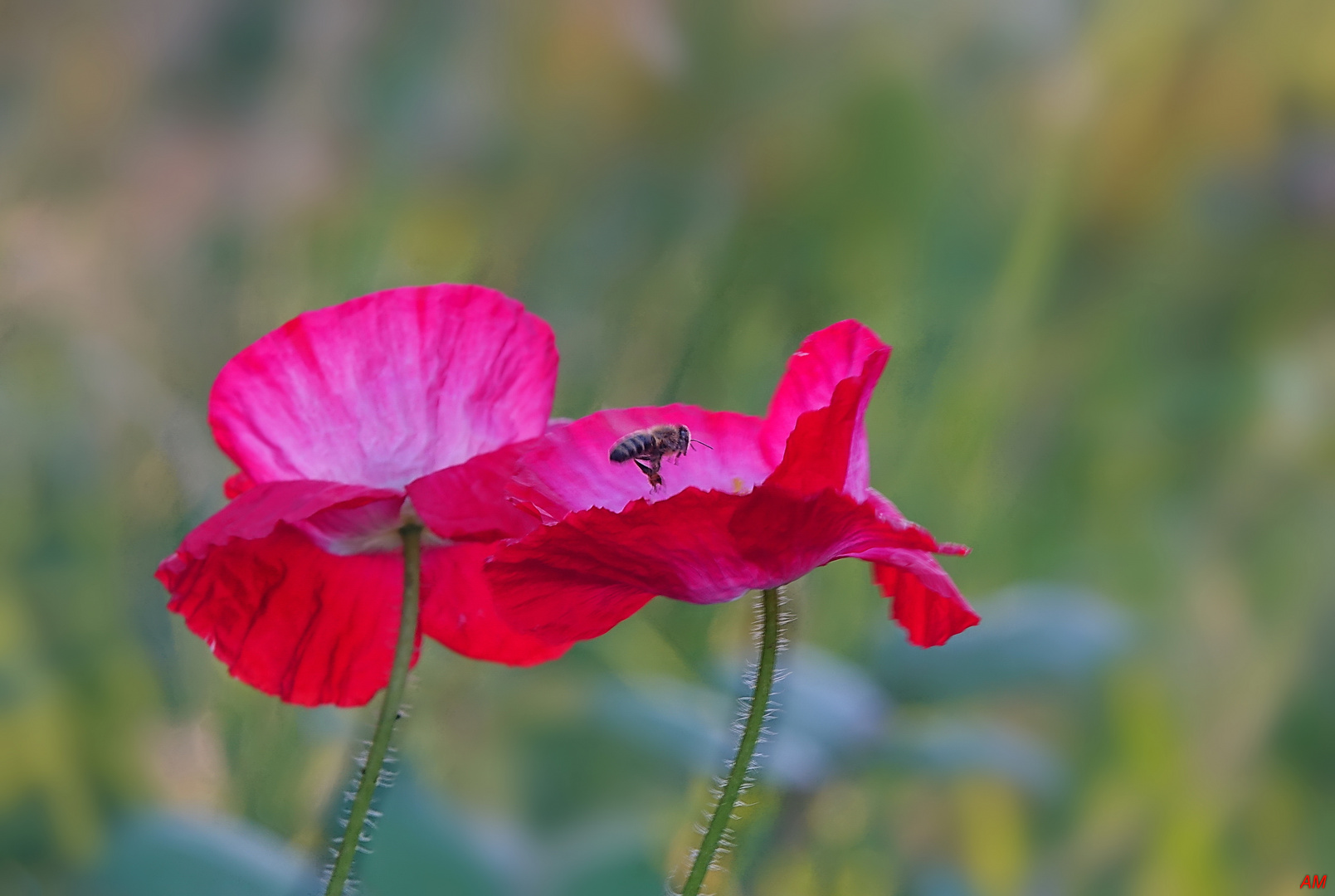 Fleissiges Bienchen