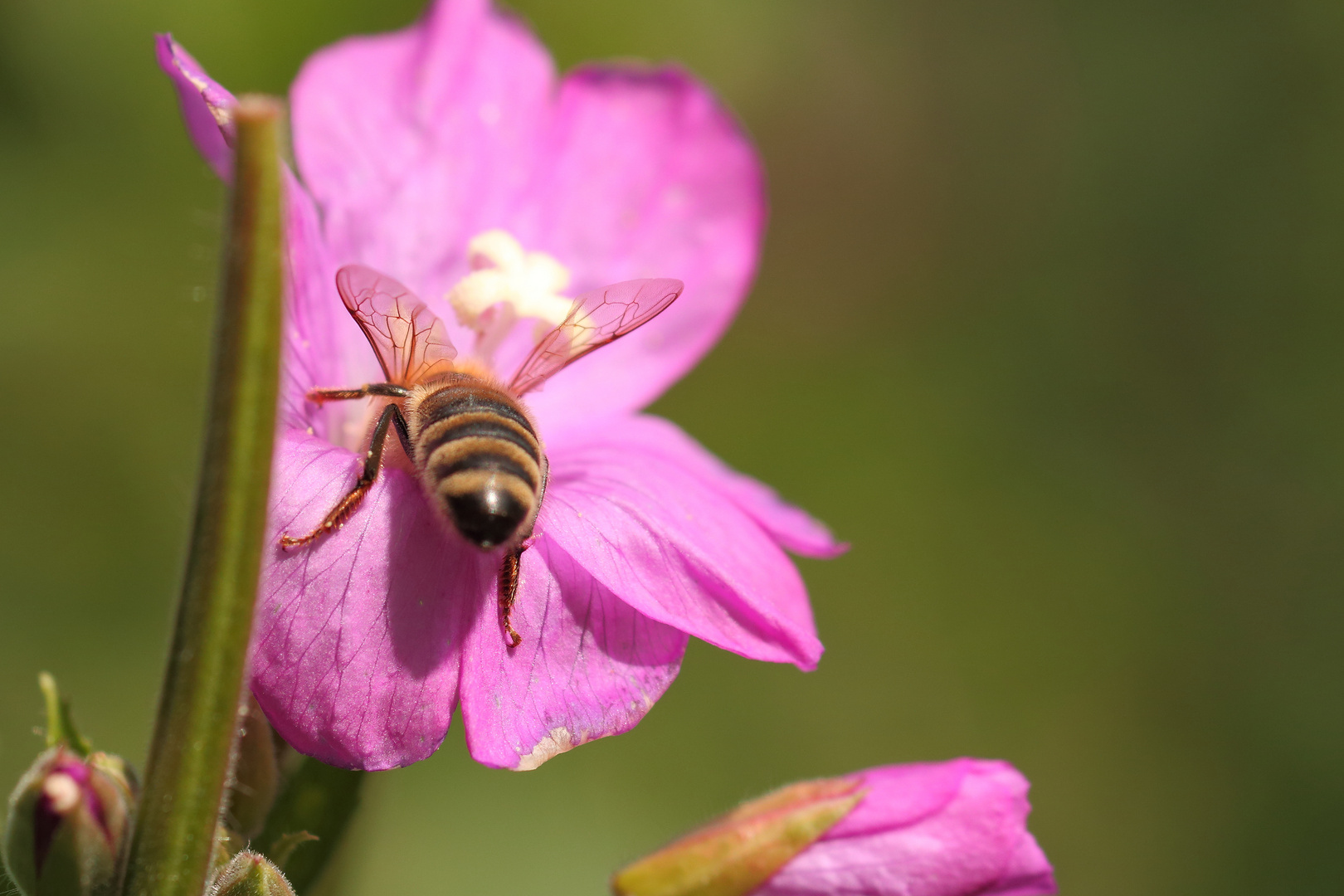 Fleißiges Bienchen