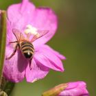 Fleißiges Bienchen