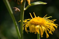 fleißiges Bienchen