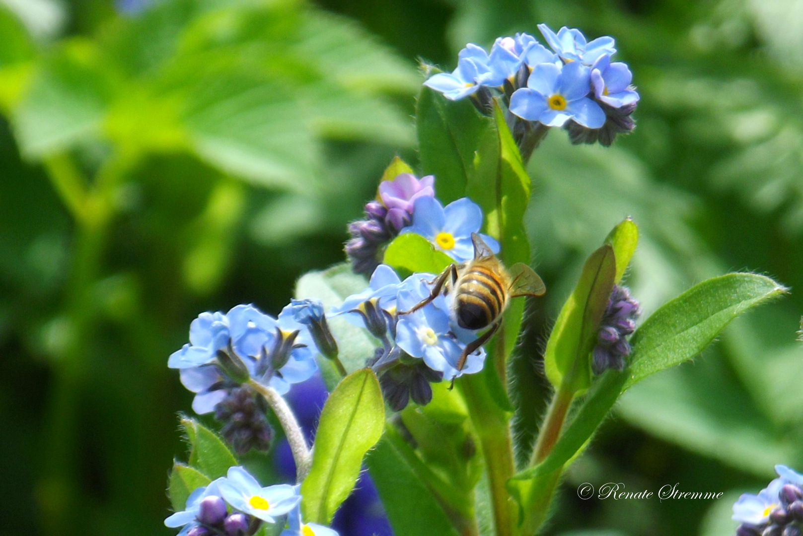 fleißiges Bienchen beglückt ein Vergissmeinnicht