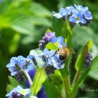 fleißiges Bienchen beglückt ein Vergissmeinnicht