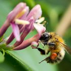 Fleissiges Bienchen bei der Arbeit