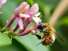 Fleissiges Bienchen bei der Arbeit